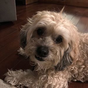 Meet your Posher, Dylan